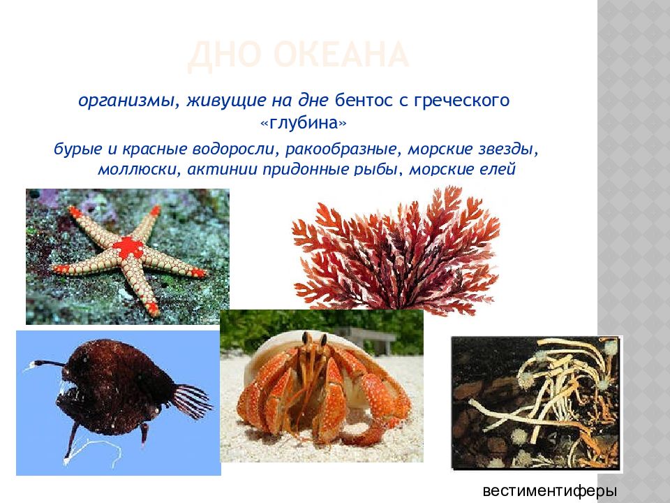 Презентация жизнь в океане 6 класс. Бентос водоросли. Асцидия рыба на дне океана. Вестиментиферы на какой глубине живут. Моллюск как цветок живет в океане.