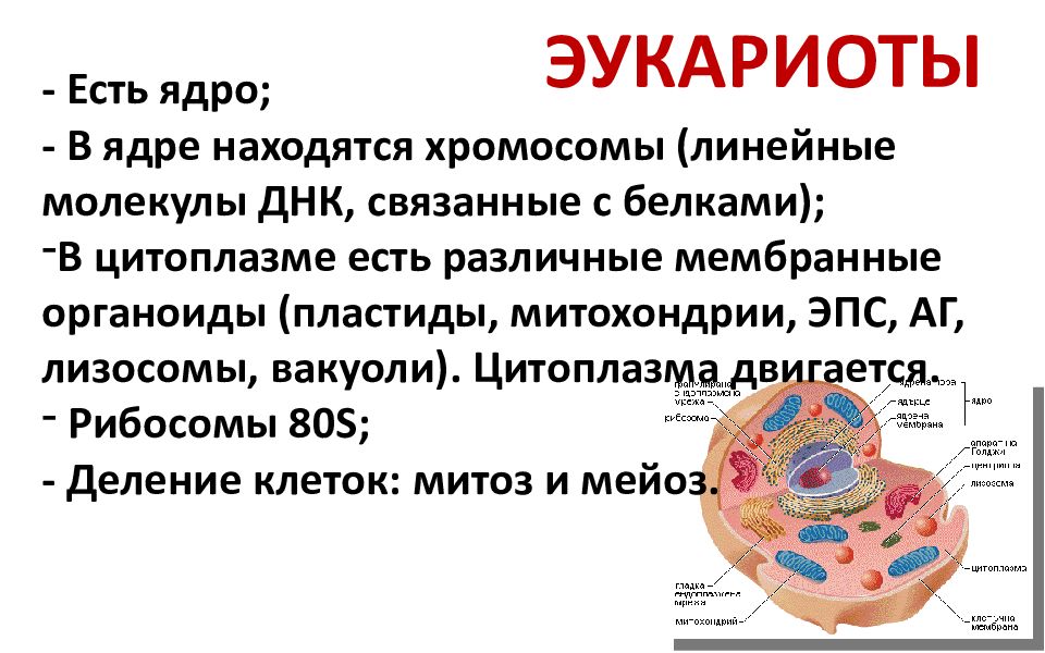 3 эукариотических клетки. Эукариоты это в биологии. Ядро эукариот. Цитоплазма эукариот. Эукариоты есть ядро.