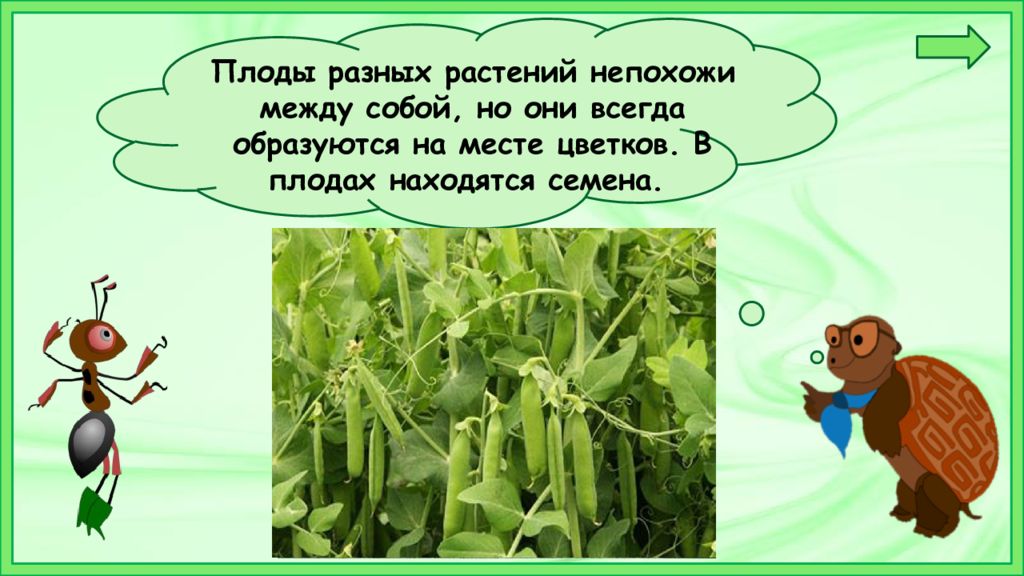 Разное 1 класс презентация. Окружающий что общего у разных растений. Окружающий мир 1 класс что общего у разных растений. Презентация урока по окружающему миру 1 класс растения. Что общего у разных растений презентация.