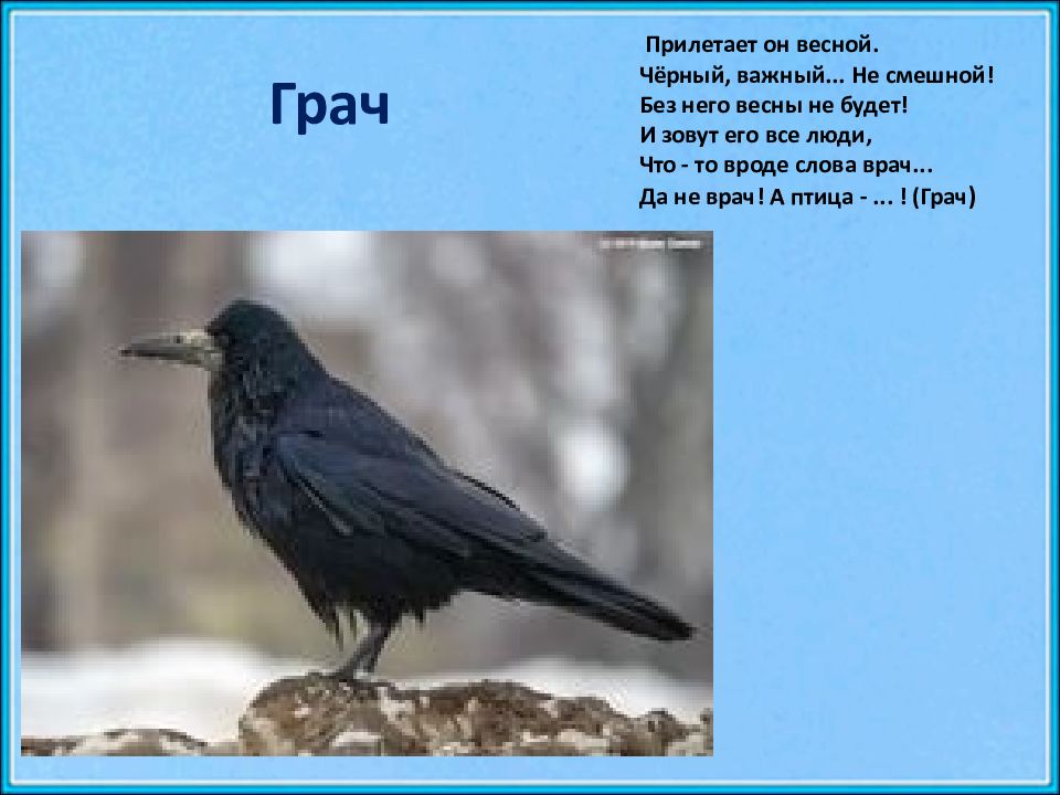 Где находятся грачи. Грач. Черный Грач. Виды грачей. Грач Перелетная птица.