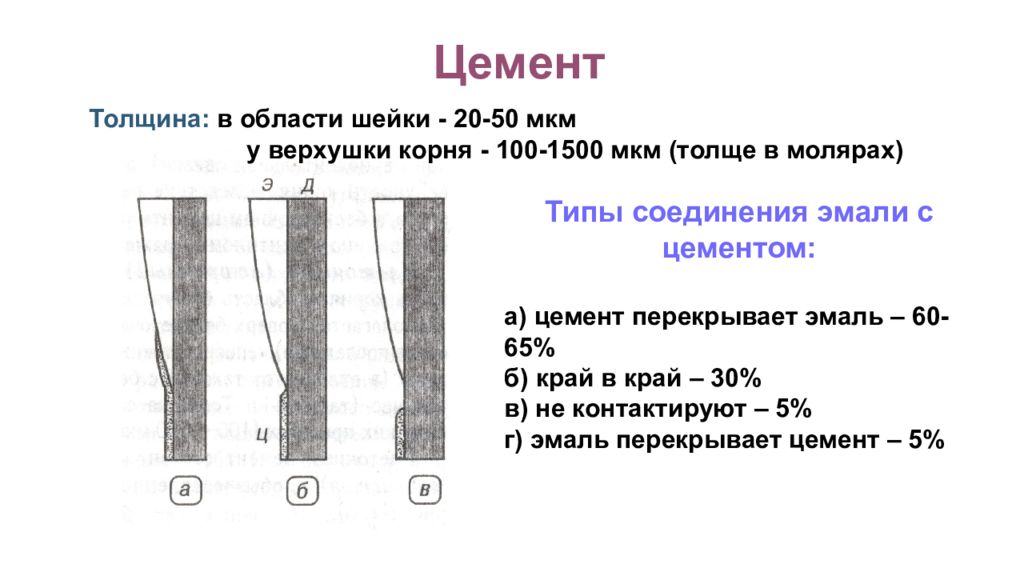 Эмалево дентинной. Цементно эмалевая граница гистология. Цементно эмалевое соединение. Эмалево цементная граница. Типы цементно эмалевого соединения.