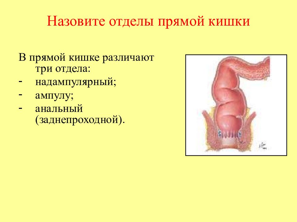 Прямая кишка картинка