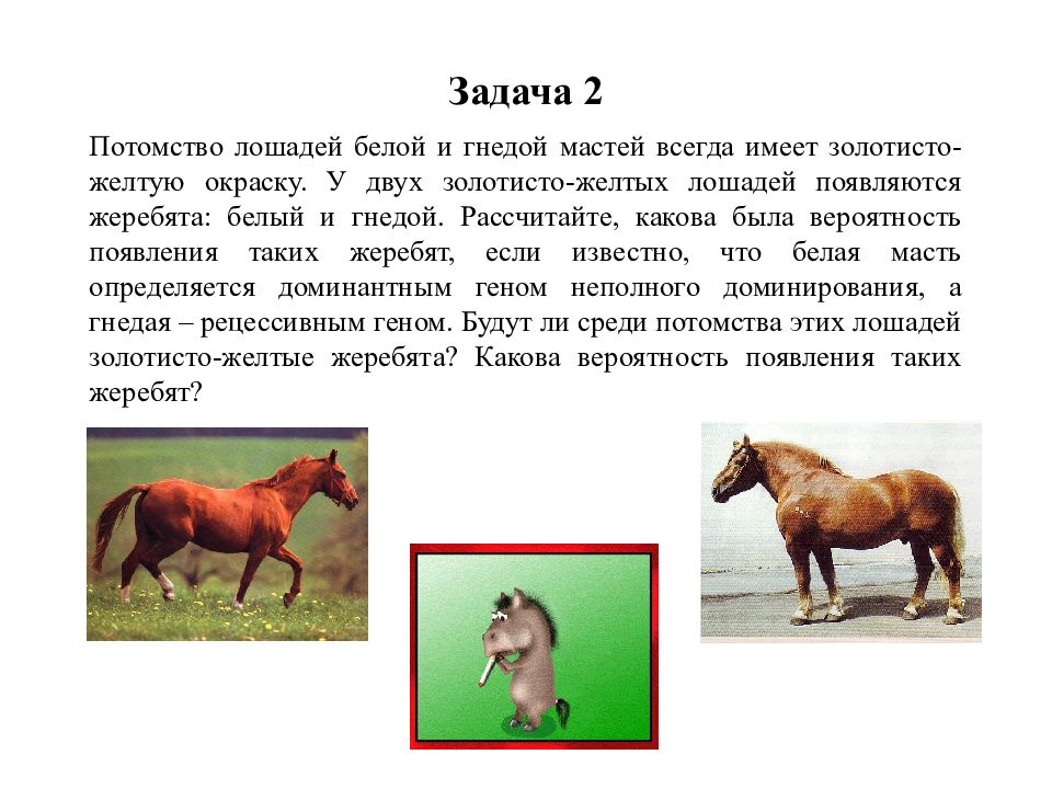 Генотипы лошадей. Лошадка задания. Задача про лошадей. Потомство лошадей. Генетика мастей лошадей.