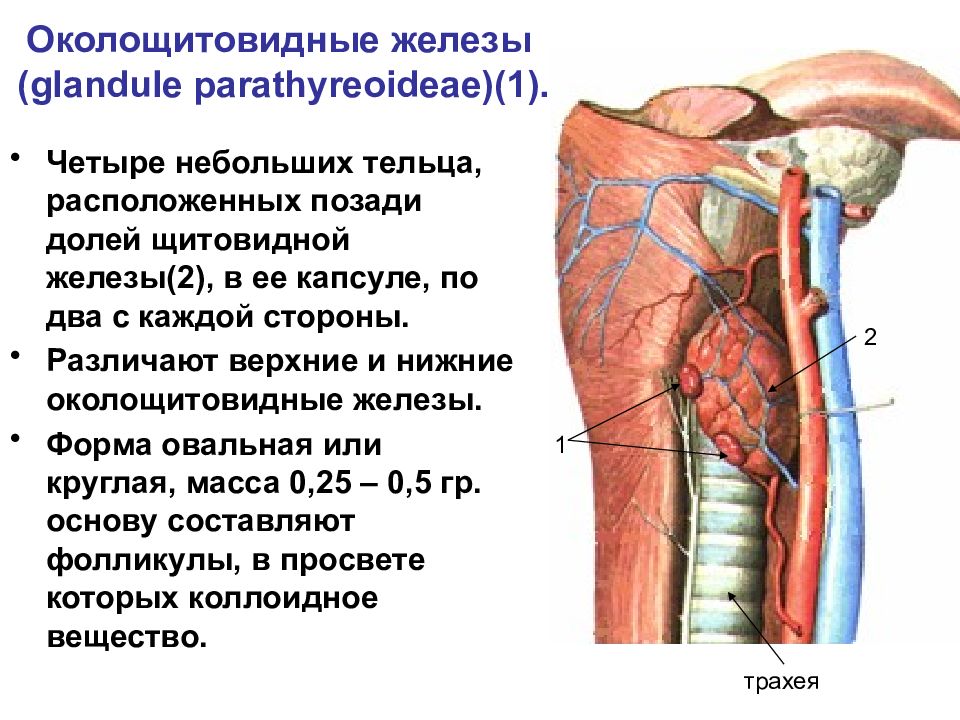 Паращитовидная железа презентация