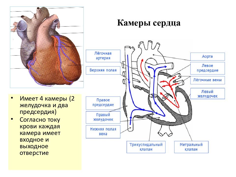 Назовите камеры сердца человека обозначенные на рисунке цифрами 2 и 6 какая кровь