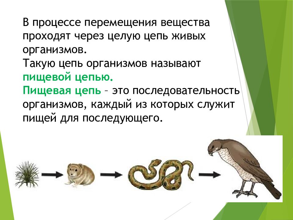 Пищевые связи