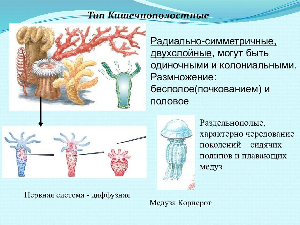 Презентация зоология беспозвоночных