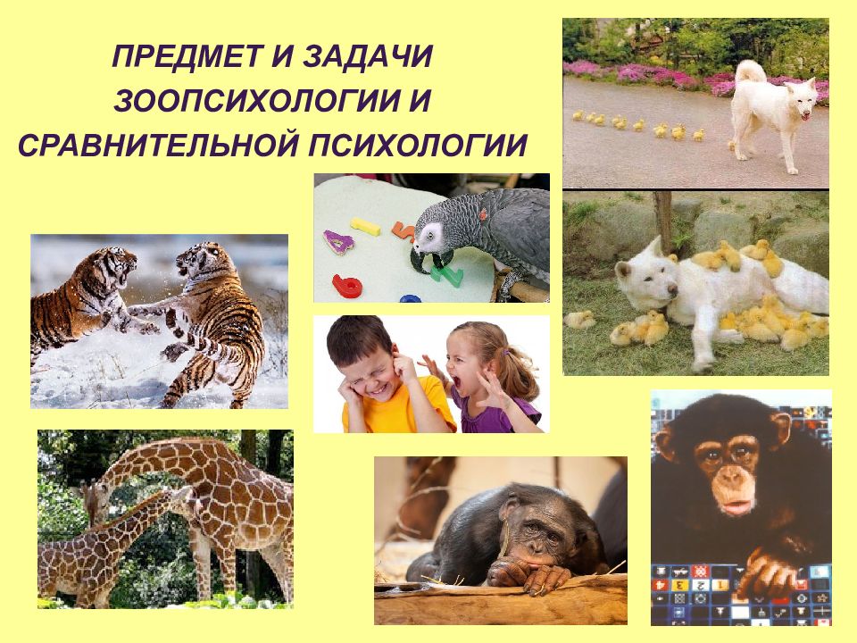 Зоопсихология картинки для презентации