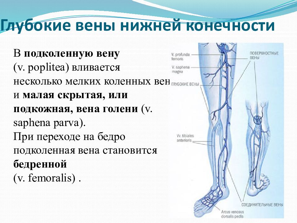 Глубокие вены нижних