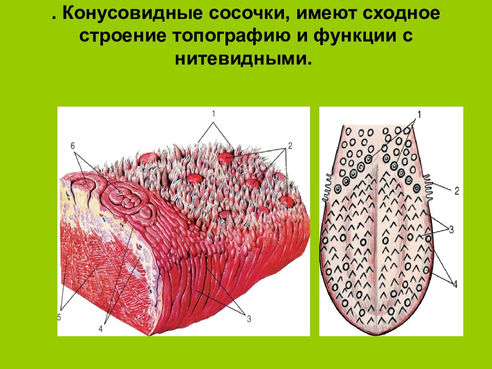 Сходное строение. Листовидный сосочек языка функции. Строение листовидных сосочков языка. Вкусовые почки листовидного сосочка языка гистология строение. Листовидный сосочек строение.