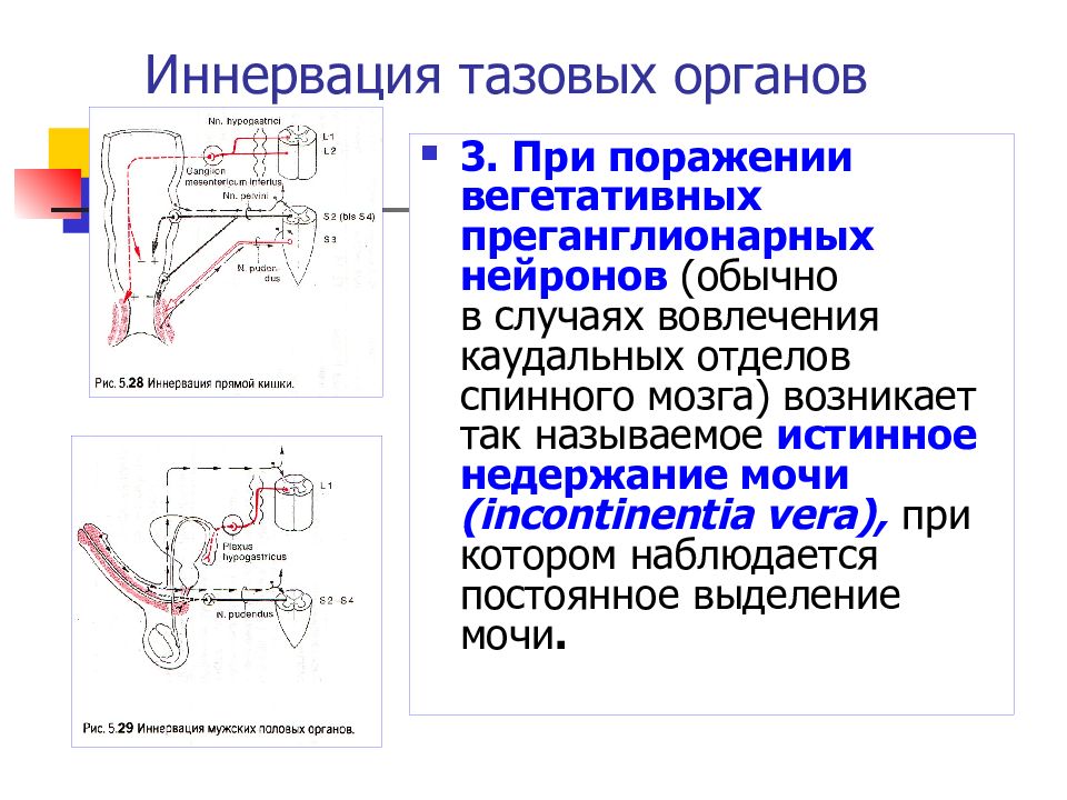 Иннервация органов. Иннервация тазовых органов. Иннервация таза неврология. Иннервация тазовых органов неврология. Иннервация малый таз.