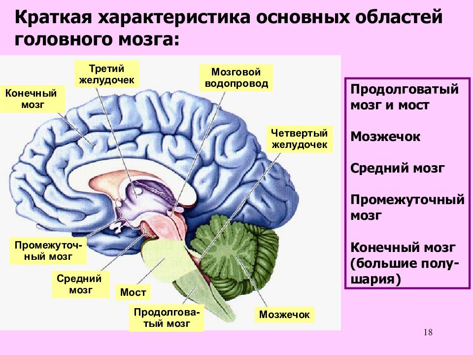 Основная область. Головной мозг СИЛЬВИЕВ водопровод. Желудочки мозга и СИЛЬВИЕВ водопровод. 4 Желудочек головного мозга строение. Водопровод среднего мозга функции.