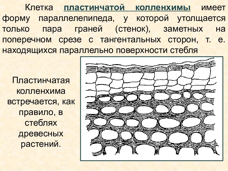 Механическая ткань листа. Уголковая и пластинчатая колленхима. Колленхима уголковая пластинчатая рыхлая. Пластинчатая ткань колленхима. Уголковая колленхима строение.