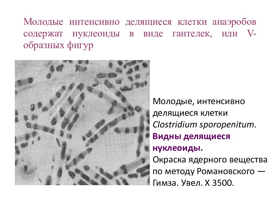 В каких клетках содержится нуклеоид. В каких клетках содержится нуклеоид