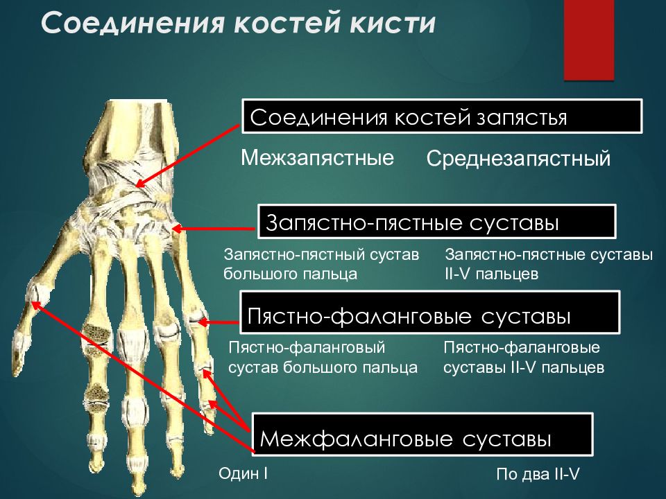 Фаланги пальца тип соединения. Среднезапястный сустав кости. 1 Пястно-фаланговый сустав анатомия. Запястно-пястный сустав большого пальца. Первый пястно фаланговый сустав большого пальца кисти.