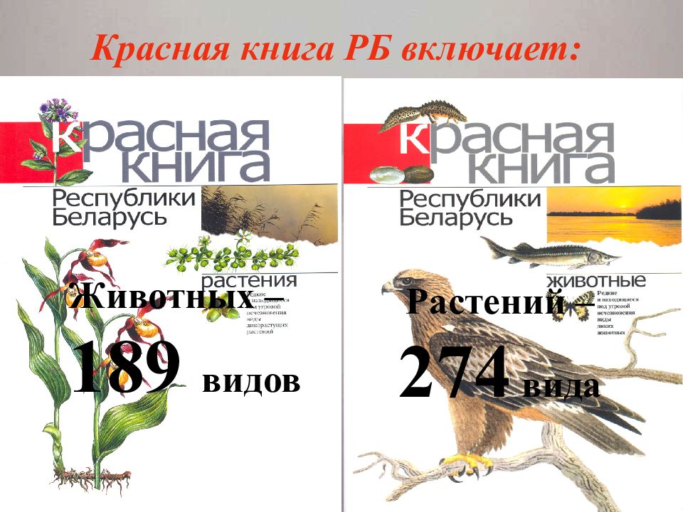 Презентация красная книга беларуси