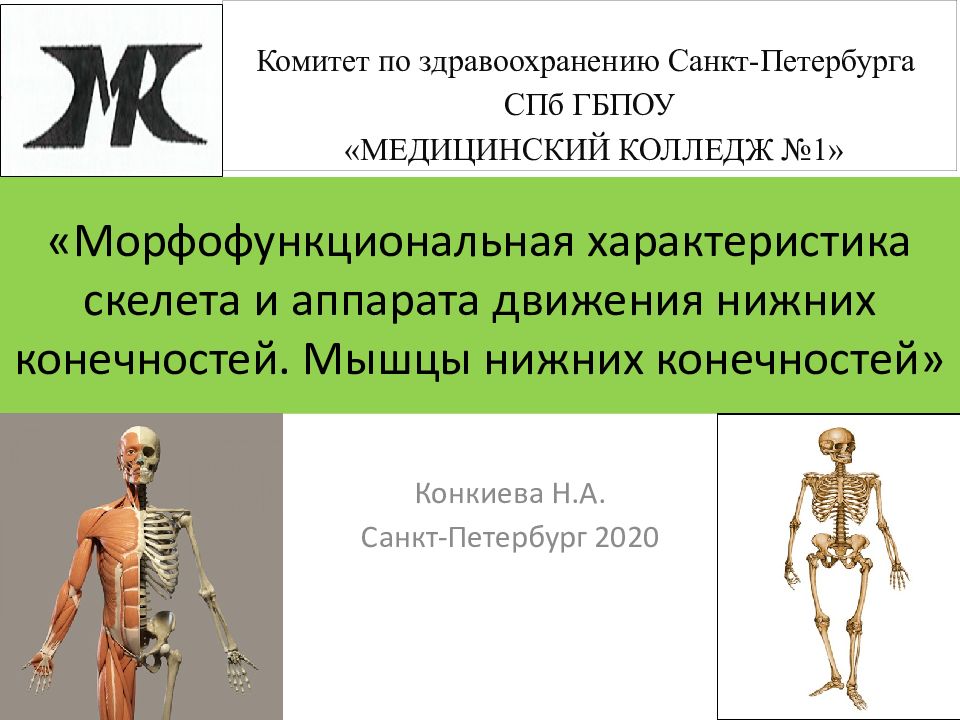 «Морфофункциональная характеристика скелета и аппарата движения нижних конечностей. Мышцы нижних конечностей»