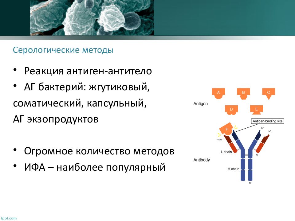 Микробиология антитела презентация