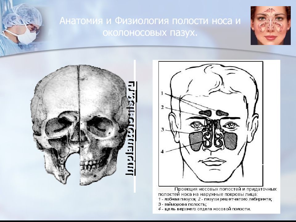 Придаточные пазухи носа. Анатомия и физиология околоносовых пазух. Строение околоносовых пазух. Носовые пазухи анатомия.