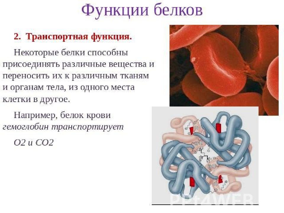 Транспортная функция белков картинки