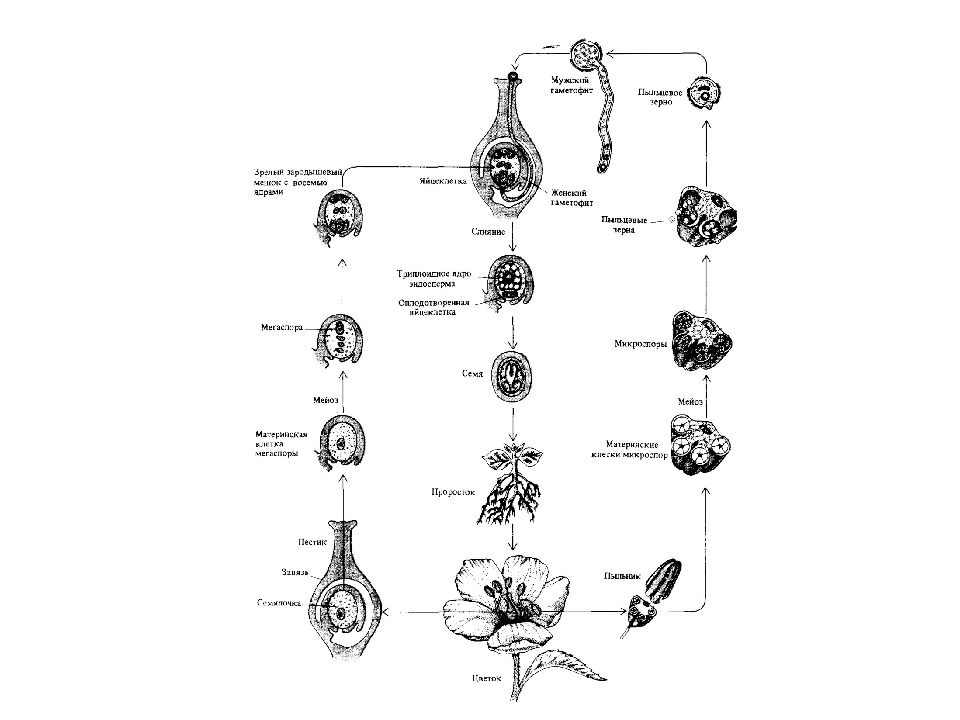 Циклы растений тест. Раскраска жизненные циклы растений. Жизненные циклы растений первый год. Опишите жизненный цикл цветковых растений используя схему. Жизненные циклы растений ботаника высшее образование.