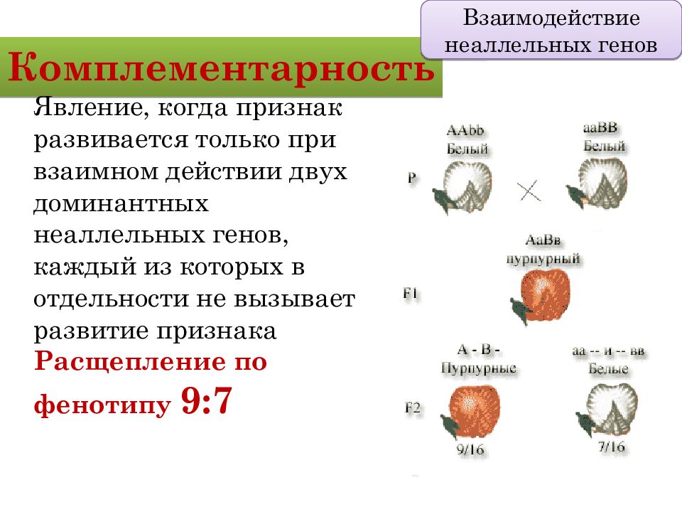 Взаимодействие генов схема