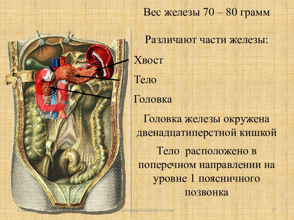 Масса железы. Печень головка тело хвост. К какой системе органов относится печень.