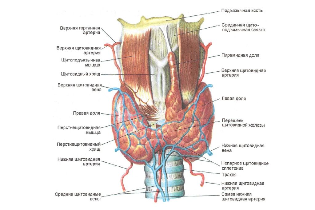Щитовидная железа человека рисунок