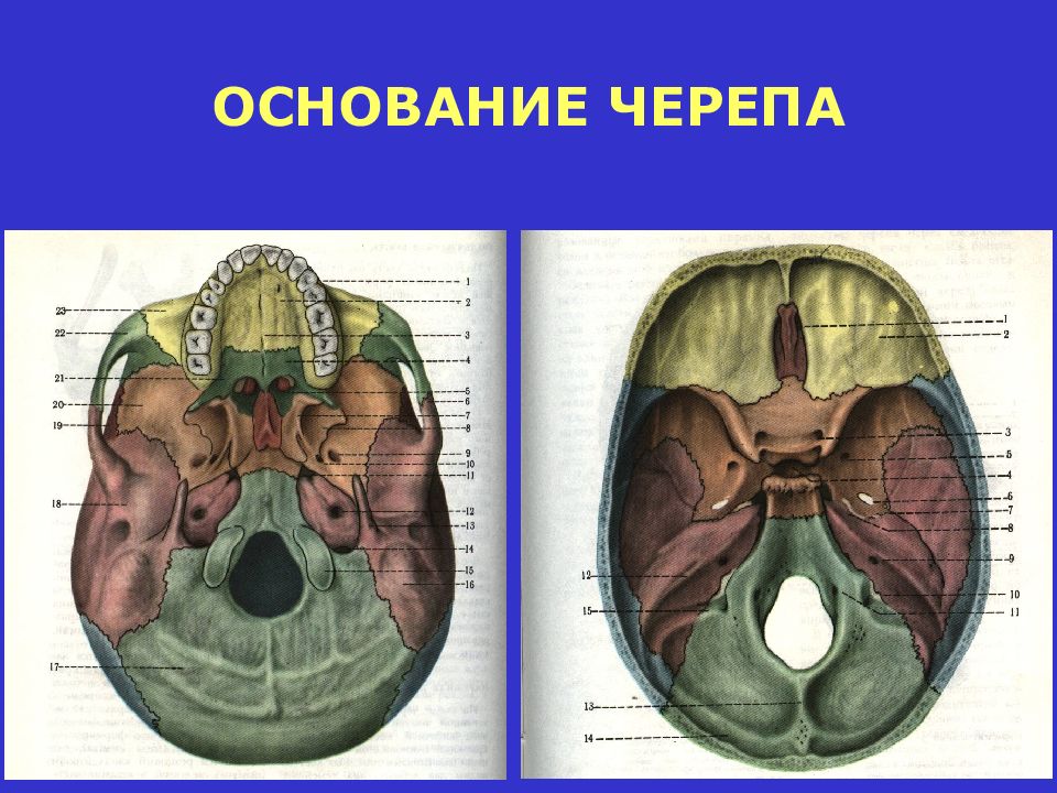Основание черепа где. Кости образующие основание черепа. Наружное и внутреннее основание черепа. Внутреннее основание черепа. Основание черепа анатомия.