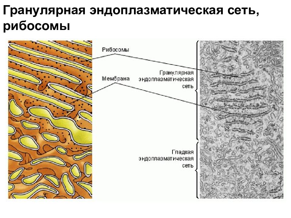 Эпс