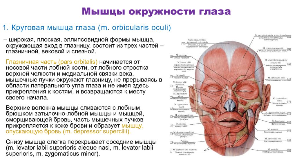 Круговые мышцы. Круговая мышца глаза (m. orbicularis Oculi). Вековая часть круговой мышцы глаза на латыни. Круговая мышца глаза иннервация. Слезная часть круговой мышцы глаза.