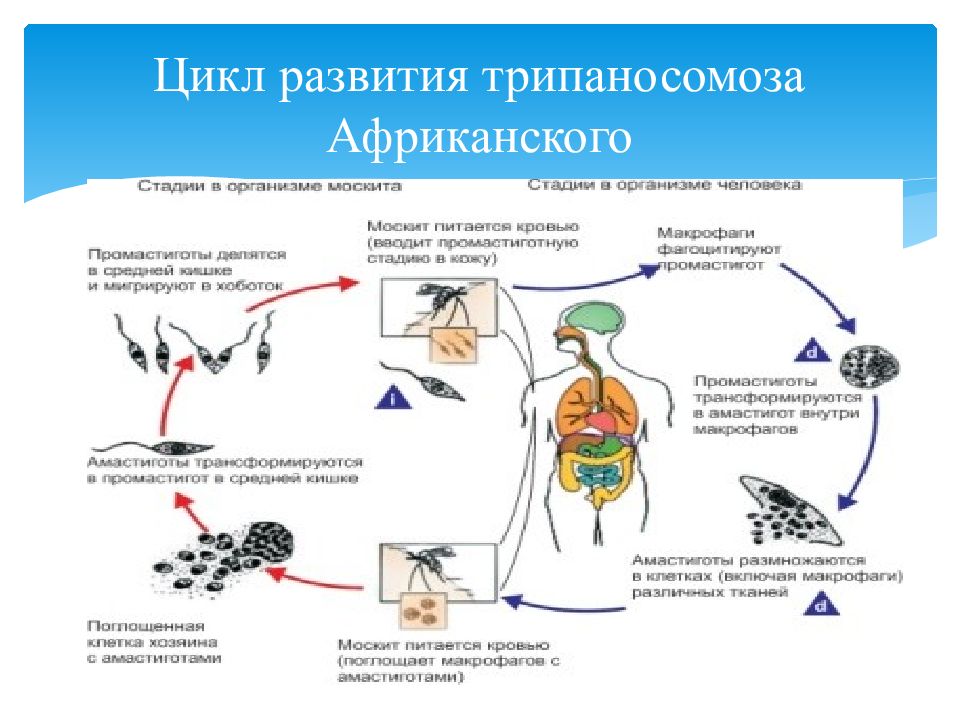 Трипаносомоз африканский презентация