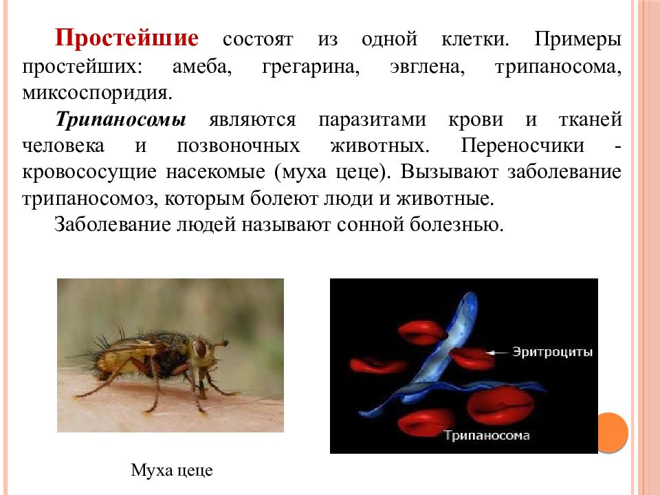 Простейшие состоят из. Переносчик трипаносомы. Биологические опасности связанные с животными. Биологическая опасность люди.