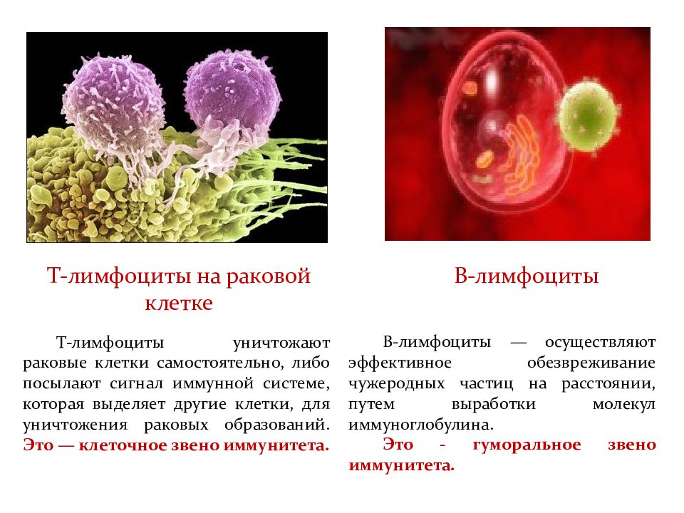 Количество т клеток. В1 лимфоциты иммунология. Клетки иммунной системы т-киллеры. Т клетки и в клетки иммунной системы. Клетки b и т лимфоциты.