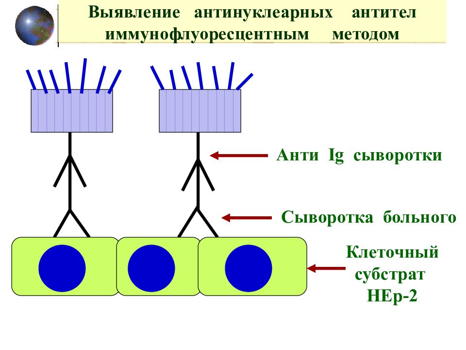 Антинуклеарные антитела igg. Норма антинуклеарных антител. Антинуклеарные антитела иммунофлюоресценции. Иммуноблот антинуклеарных антител. Тест на антинуклеарные антитела.