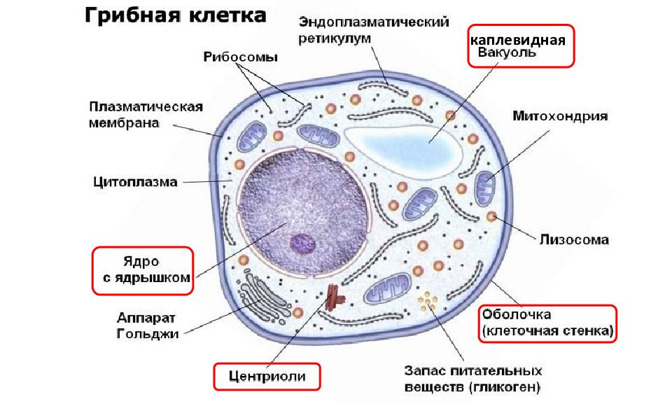 Есть ли ядро у грибов. Строение клетки грибов. Клетка гриба. Строение грибной клетки. Функции грибной клетки.