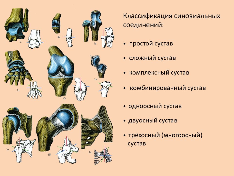 Соединение кости классификация. Одноосные двухосные и Многоосные суставы. Одноосные суставы. Простой сложный комбинированный сустав. Одноосные суставы примеры.