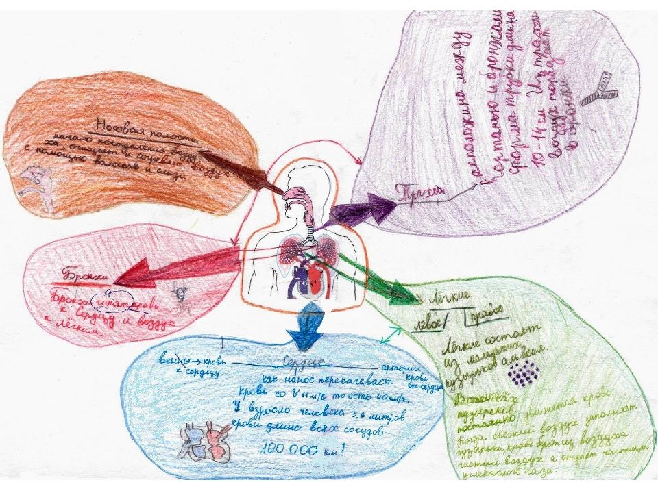 Ментальная карта дыхательная система