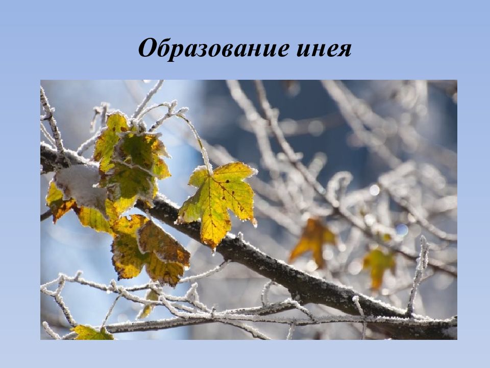 Образование инея физическое явление. Образование инея физическое явление