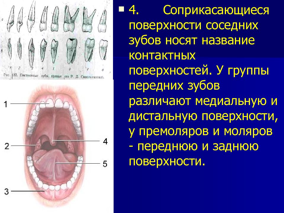Признаки стороны зуба. Анатомия поверхности зуба медиальная. Медиальный и дистальный край зуба. Апроксимально дистальная поверхность зуба. Медиальная контактная поверхность зуба.
