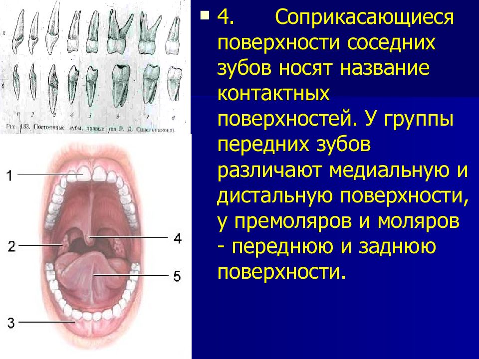 Поверхности зубов в стоматологии схема