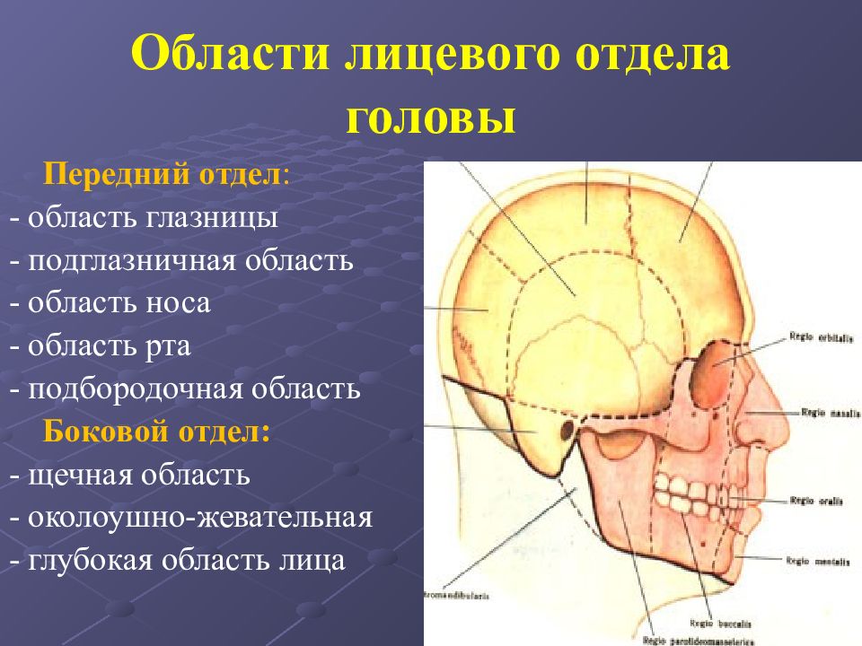 Затылок область. Границы лицевого отдела головы топографическая анатомия. Клиническая анатомия лицевого отдела головы. Слои лицевого отдела головы. Границы лицевого отдела.