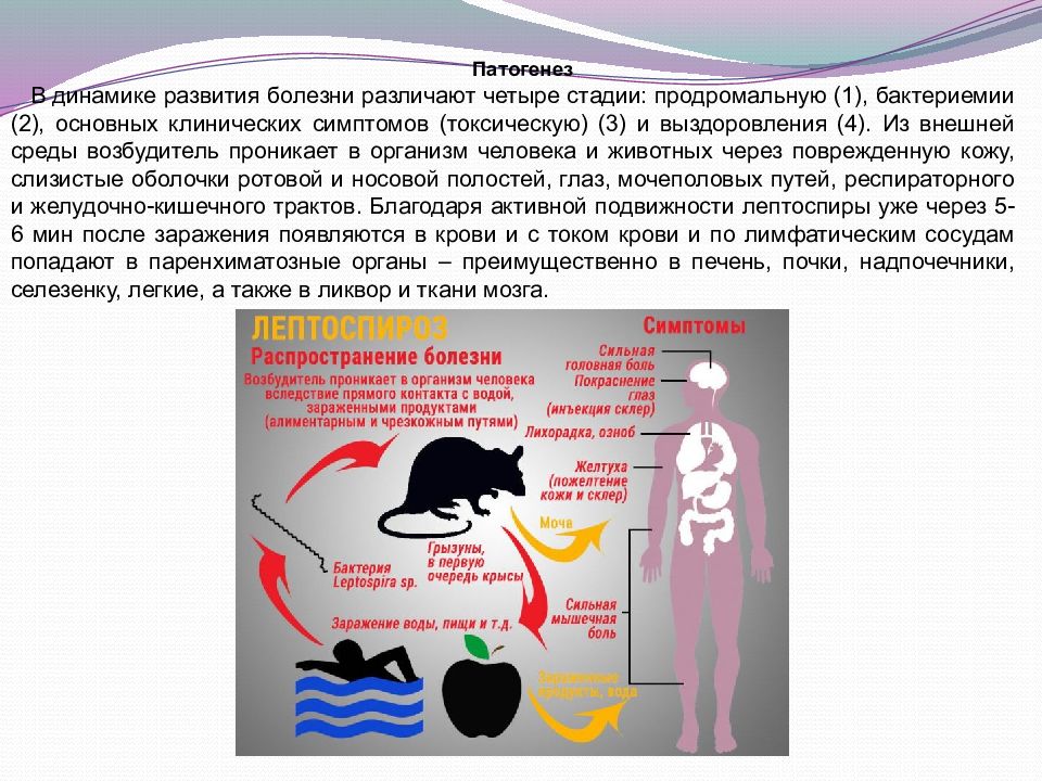 Лептоспироз животных презентация