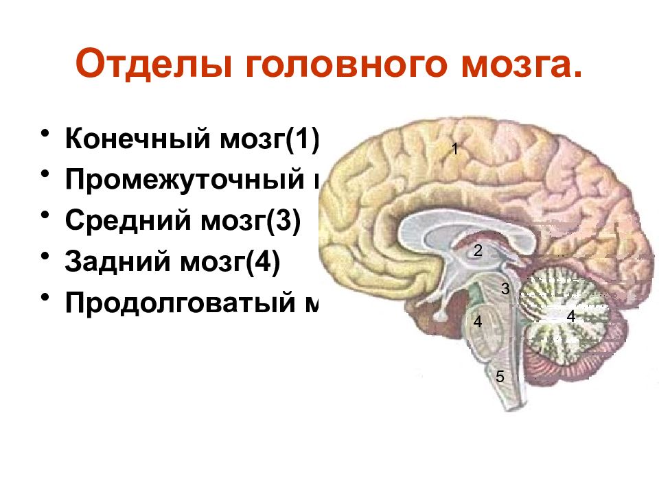 Средний отдел мозга включает