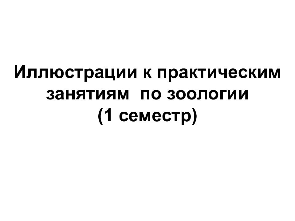 Иллюстрации к практическим занятиям по зоологии (1 семестр)