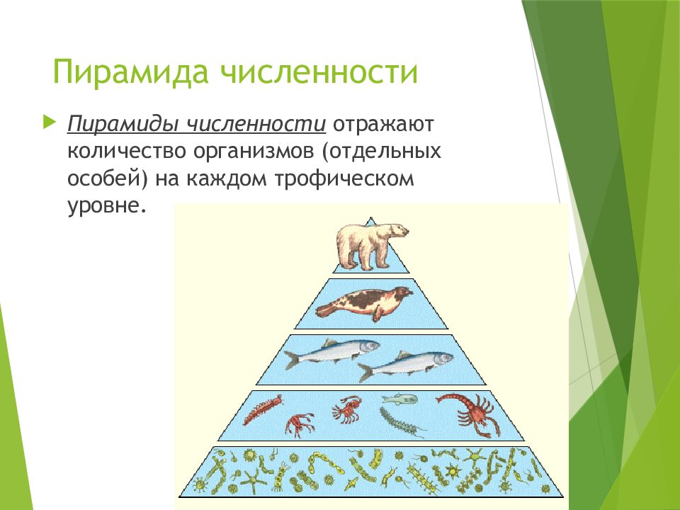 Пирамида численности