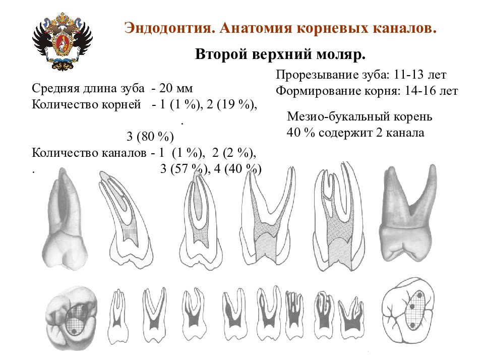 Схема корней зубов