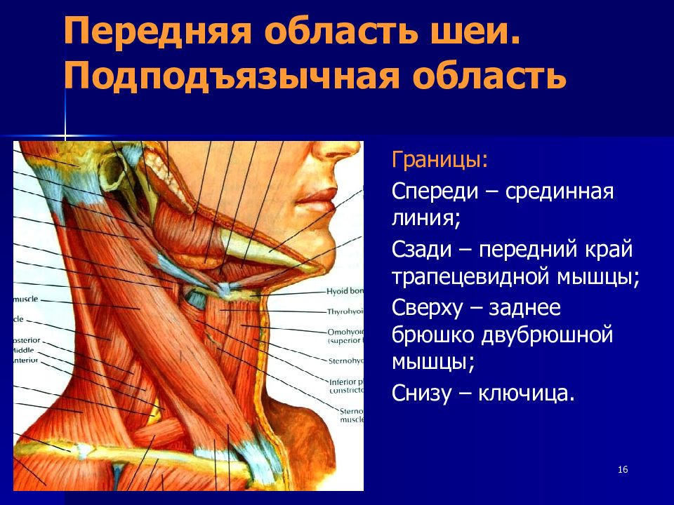 Болит шея спереди. Строение шеи спереди. Область шеи спереди мышцы. Топографическая анатомия подподъязычной области. Подподъязычная область шеи топография.