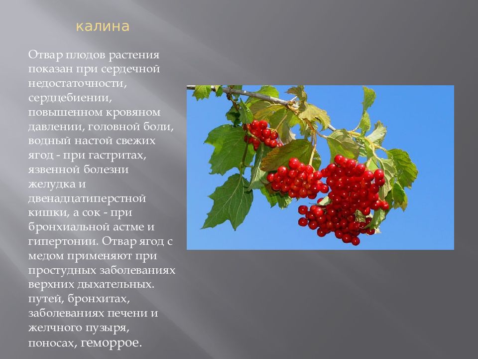 Калина свойства. Калина лекарственное растение. Лекарственные растения при ХСН. Калина при давлении. Калина красная при сердечной.