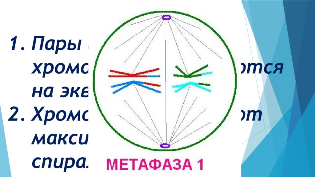 Метафаза мейоза 1. Метафаза i. Биологическое значение метафазы. Метафаза 2 обозначение.